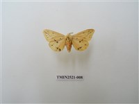 藏品(連星污燈蛾)的圖片